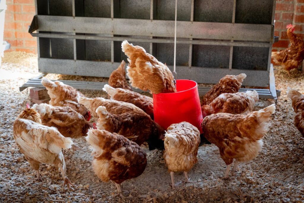 granja pollos vivos cerca de mi ubicacion