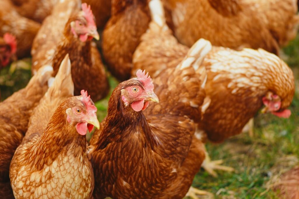 granja de pollos vivos cerca de mi usa