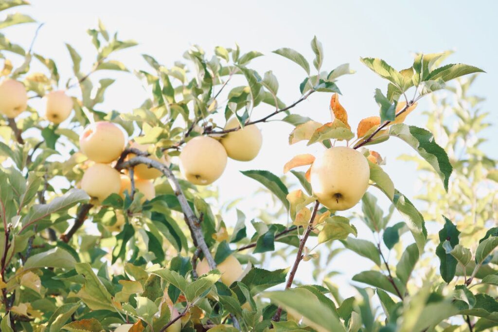 granja de manzanas