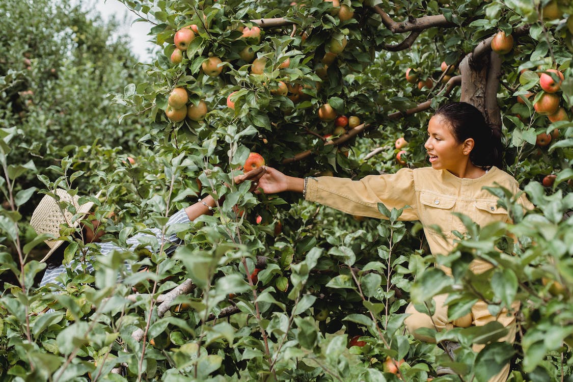 Granja de manzanas cerca de Mi